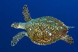 Hawksbill Turtle
